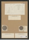 Coscinodiscus obscura A. Schm. (de-Toni-Nr.: Genus 202, Species 4971) Zeichnungen Sammlung Grunow Nr. 8571 (NHMW-BOT-W0378218)